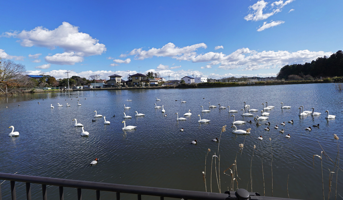 茨城県笠間市の白鳥の飛来地・二つ池の西側の白鳥