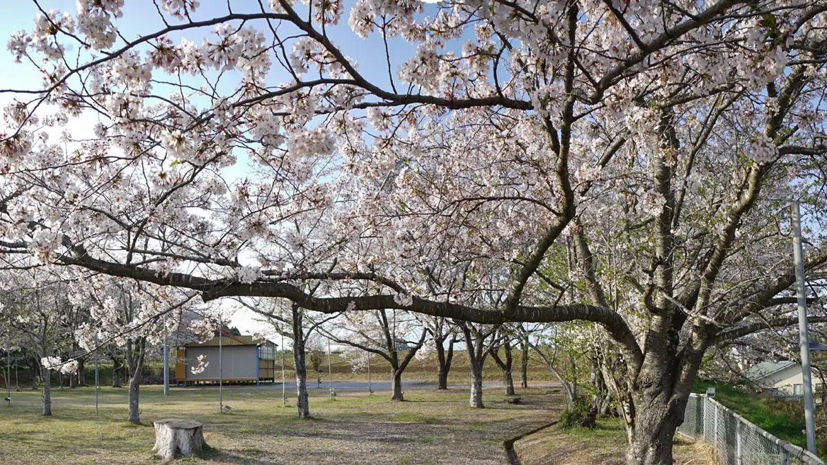 大戸さくら公園のソメイヨシノの開花の取材写真