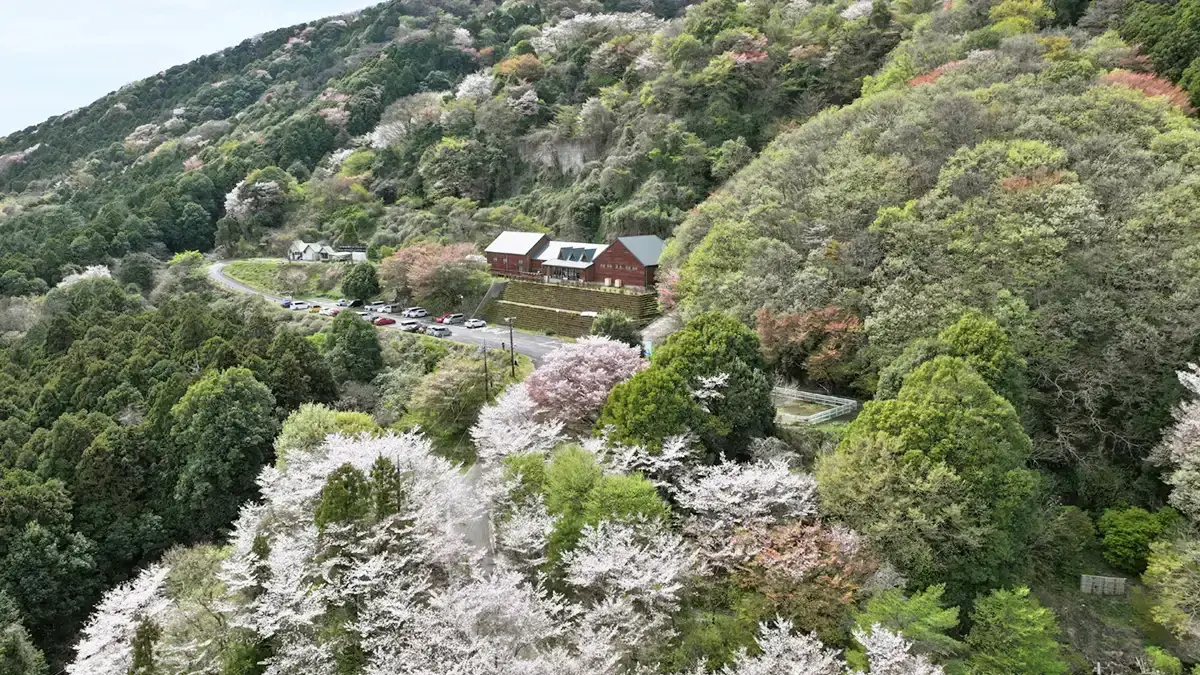 雪入ふれあいの里公園公園の山桜・ソメイヨシノの開花状況写真