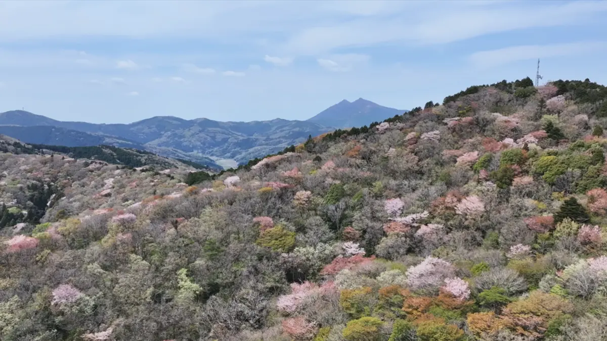 かすみがうら市の三ツ石森林公園の浅間山の山頂付近の山桜景観の空撮写真