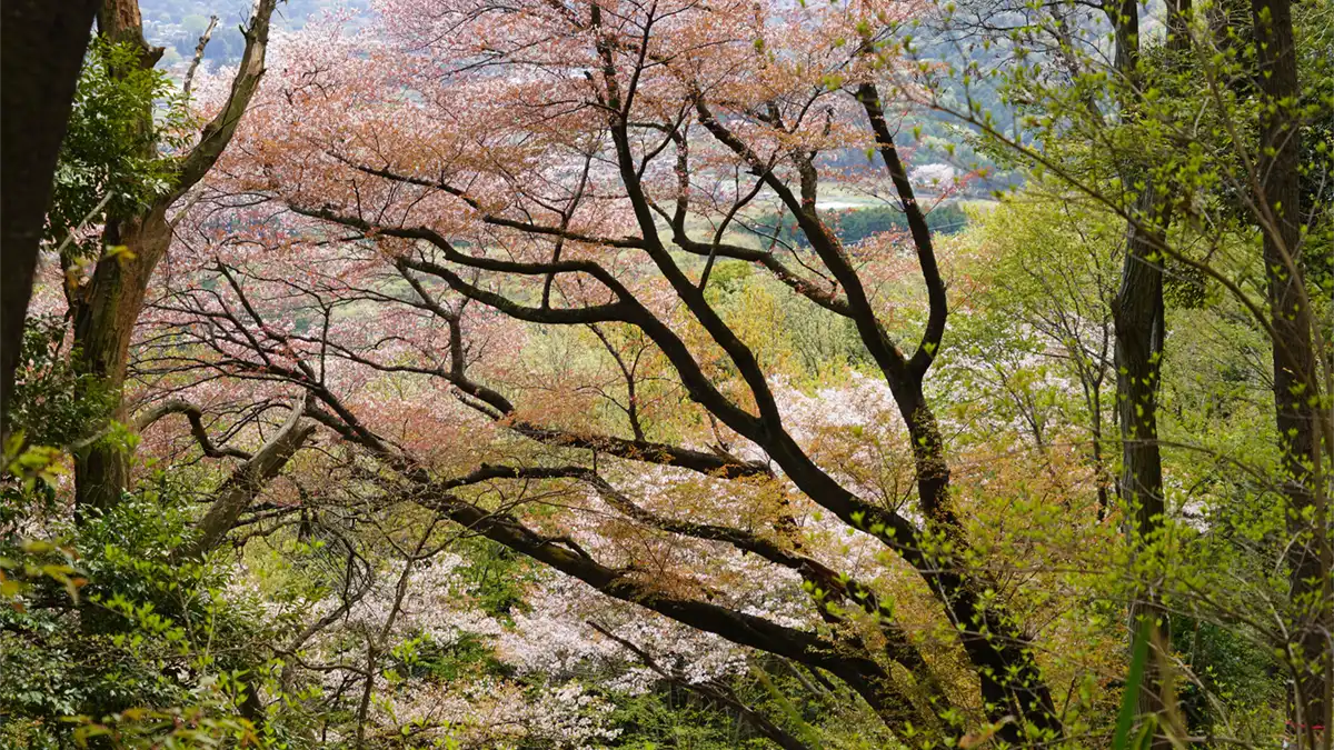 三ツ石森林公園山桜の小径の山桜景観