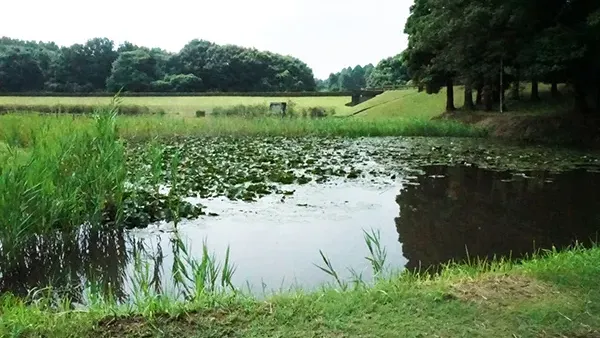 茨城県のスイレンおすすめスポットの水生植物園VRツアー