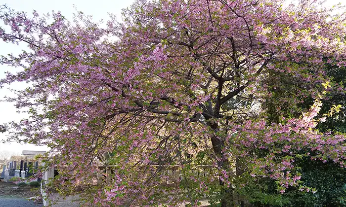 茨城県坂東市の歓喜寺の河津桜の開花の様子