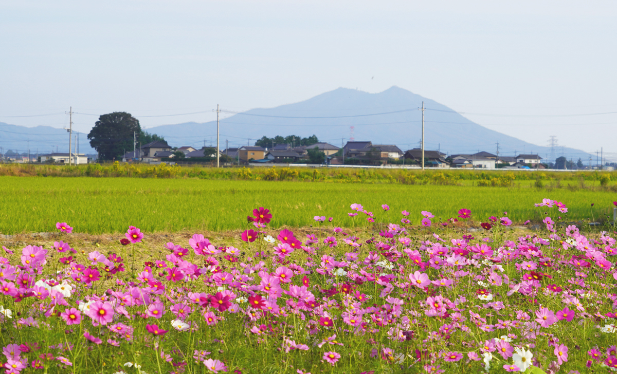 勤行川コスモスロードと筑波山の写真