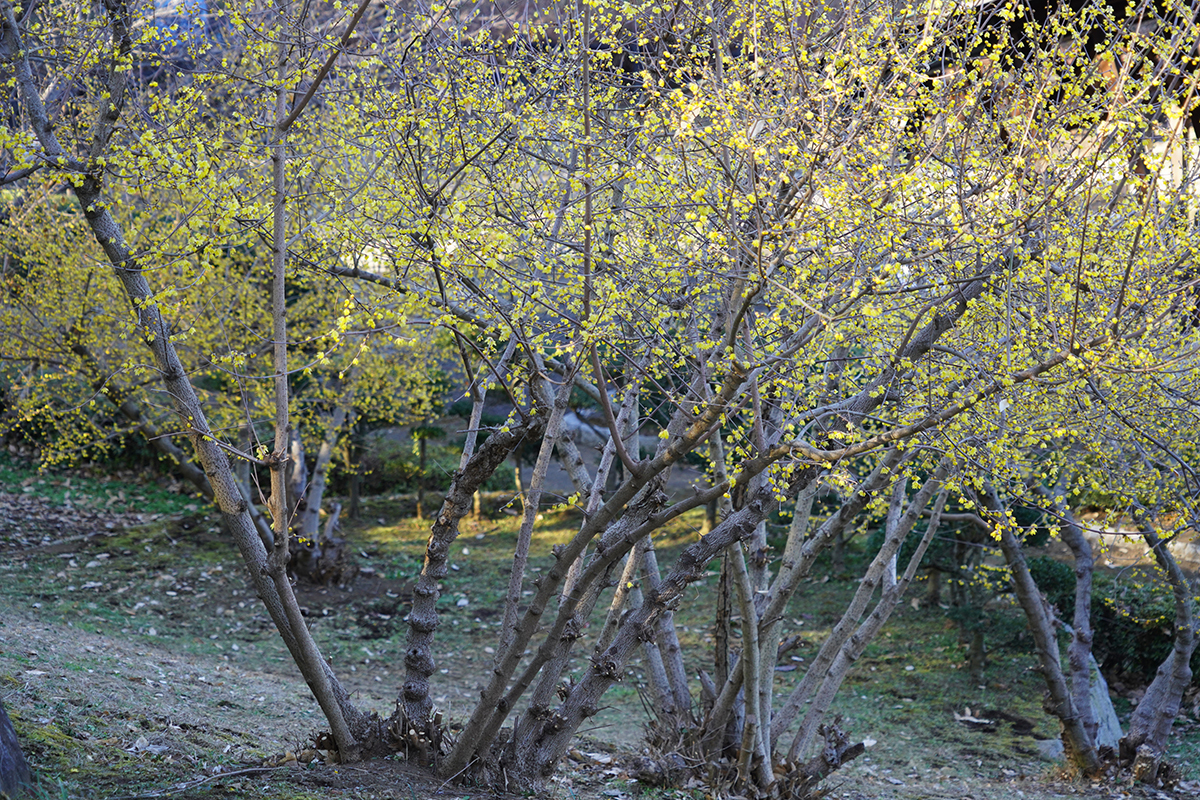 宮山ふるさとふれあい公園の蝋梅の開花の様子