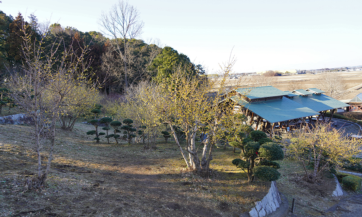 茨城県筑西市の宮山ふるさとふれあい公園の蝋梅