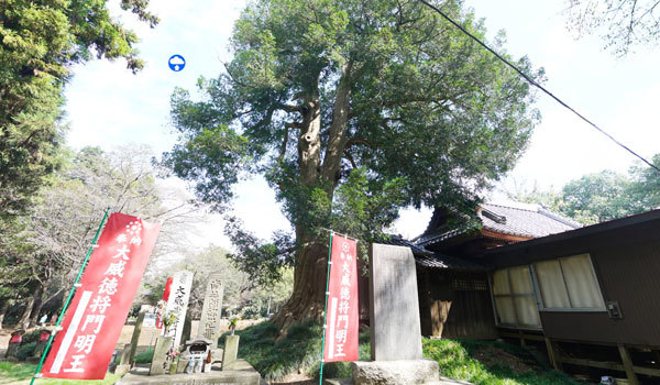 茨城県坂東市の巨木観光名所の延命院