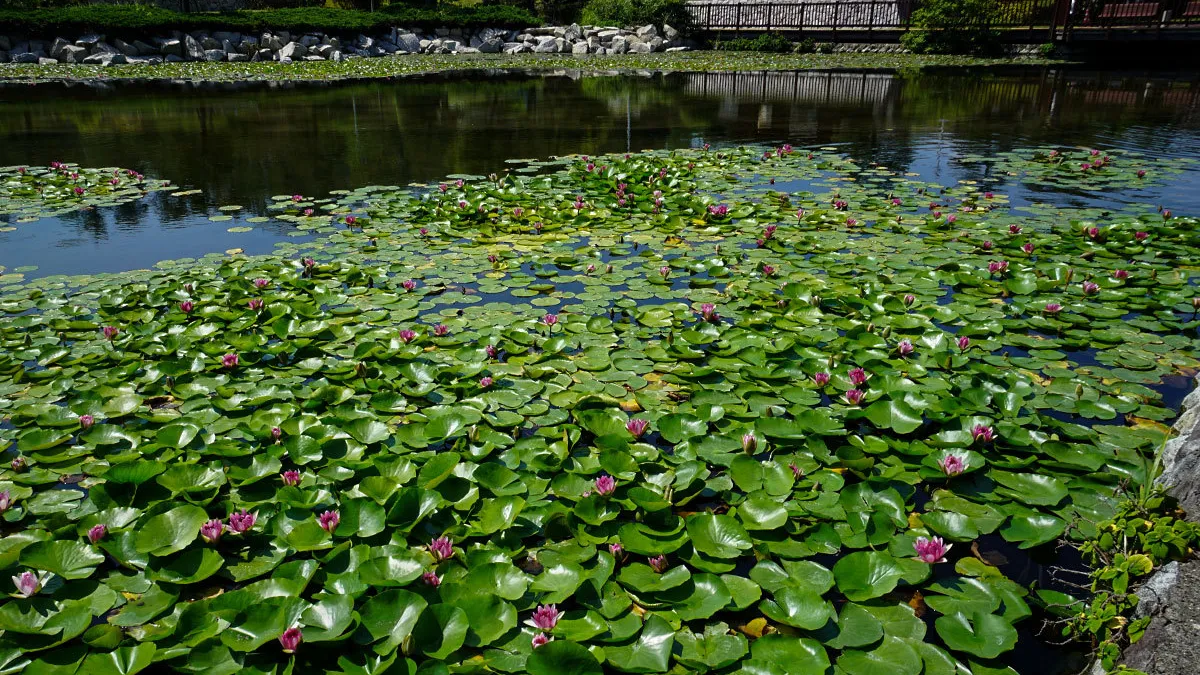 日立市の鵜の岬スイレン池公園のスイレンの花のVRツアー