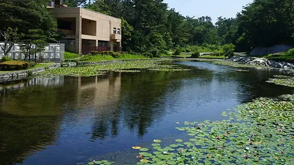茨城県日立市のスイレン名所の鵜の岬スイレン池公園
