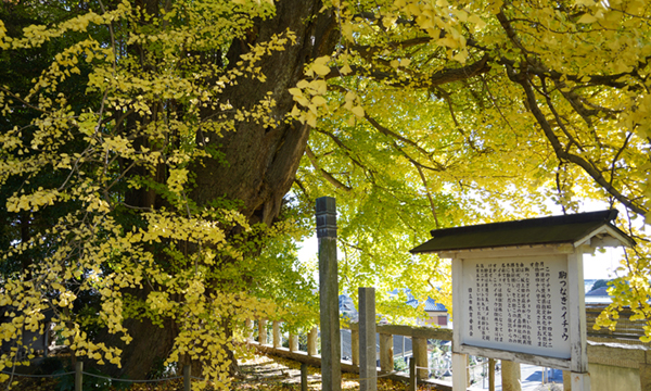 茨城県日立市の大久保鹿島神社の駒つなぎのイチョウ