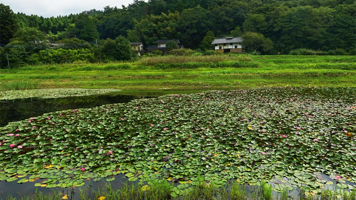 茨城県常陸太田市の根岸のため池のスイレンの花VRツアー