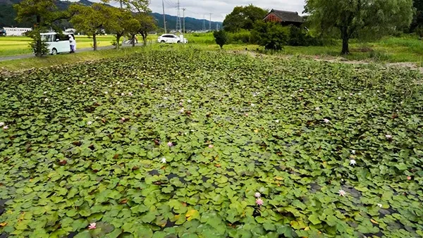 茨城県常陸太田市のスイレン名所の根岸のため池
