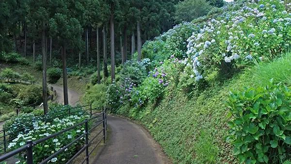 茨城県石岡市のあじさい観光スポットのいばらきフラワーパークの案内VRツアー