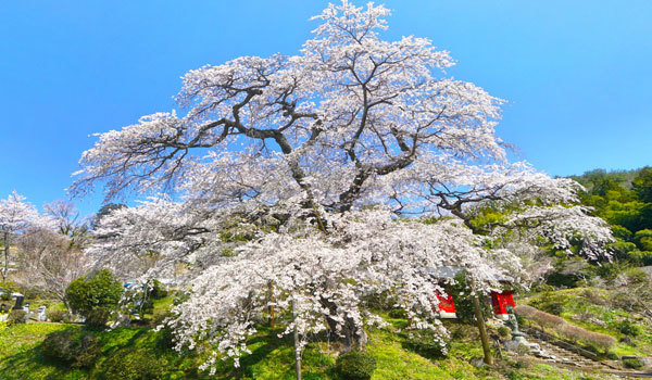 茨城県常陸太田市の桜の名所・花見おすすめスポット