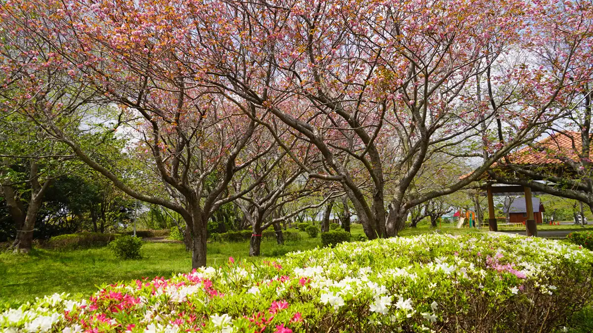 潮来市の権現堂公園の中央部の八重桜とツツジの開花写真