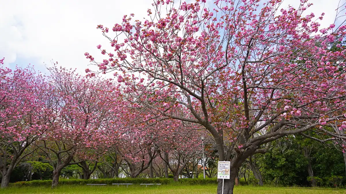 権現山公園の北側の八重桜の開花の景観写真