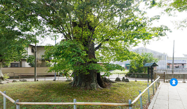 茨城県常総市の巨木おすすめスポットの石下稲荷神社