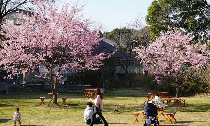 常総市の水海道あすなろの里の河津桜の開花の様子
