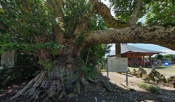 茨城県神栖市の巨木おすすめスポットの波崎の大タブ