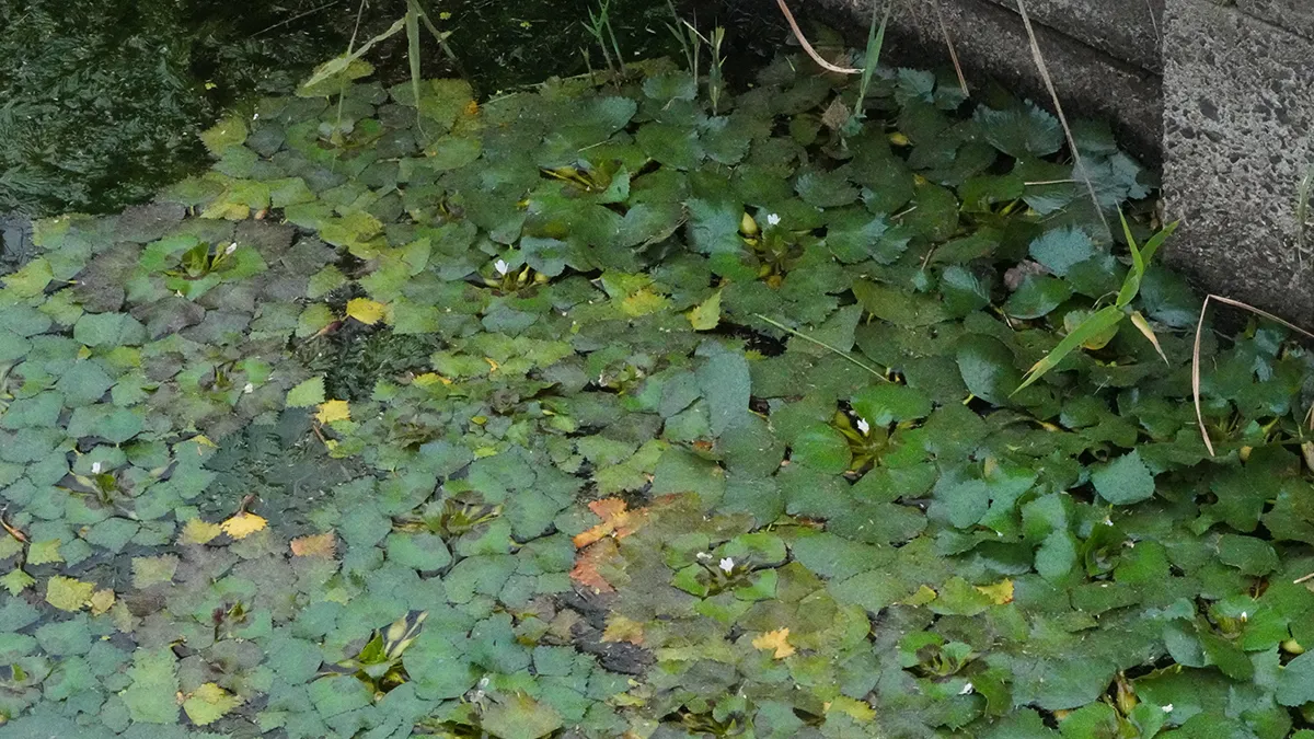 茨城県神栖市の水路のヒシとハゴロモモ
