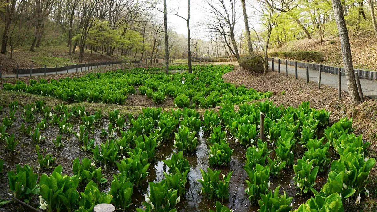 茨城県笠間市の北山公園・湿性生態園の水芭蕉の様子