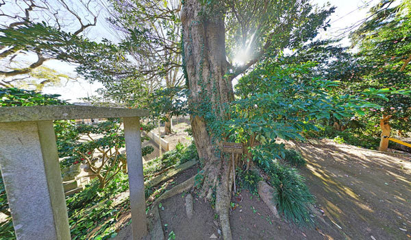 茨城県かすみがうら市の巨木おすすめスポットの柏崎素鵞神社のオガタマ(タブノキ)