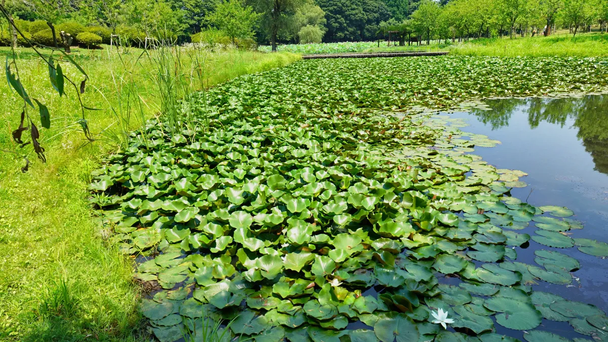 古河公方公園・浄円坊池のスイレンの花・池のVRツアー