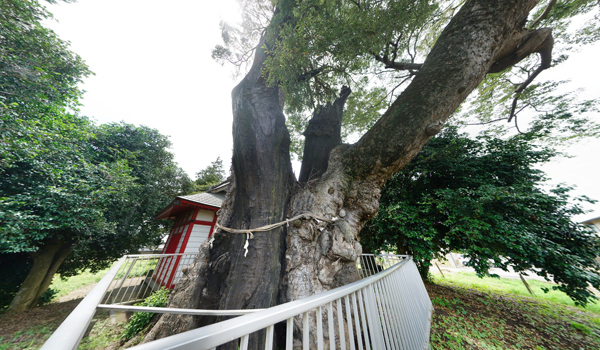茨城県坂東市の巨木おすすめスポットの沓掛の大ケヤキ