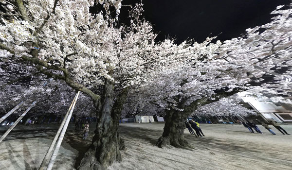 茨城県土浦市の巨木おすすめスポットの真鍋のサクラ