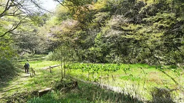 水戸市森林公園の水芭蕉群生地の景観