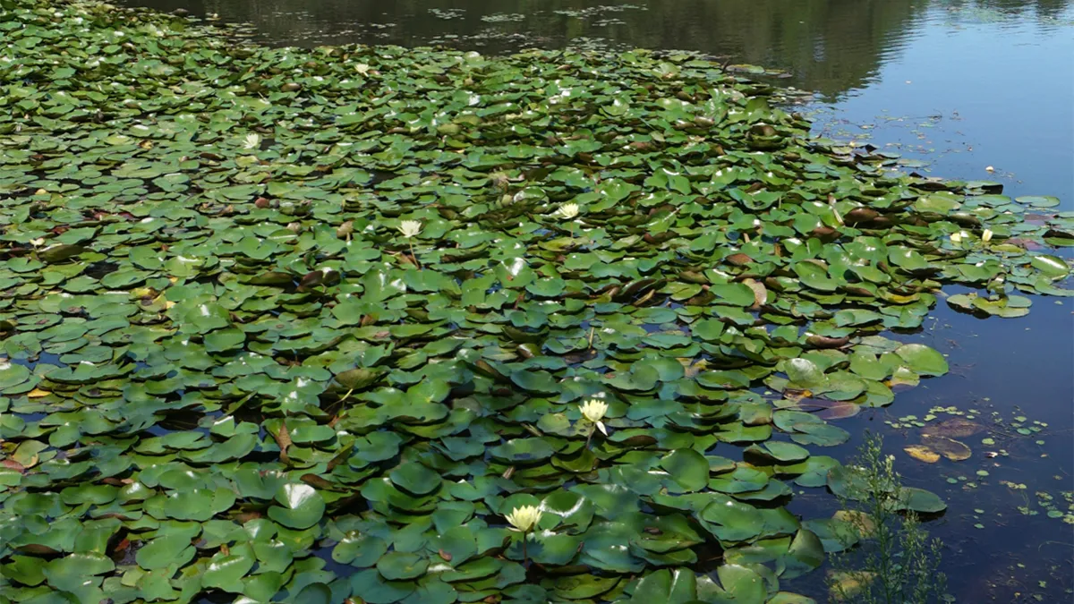 水戸市植物公園・小池のスイレンの花のVRツアー
