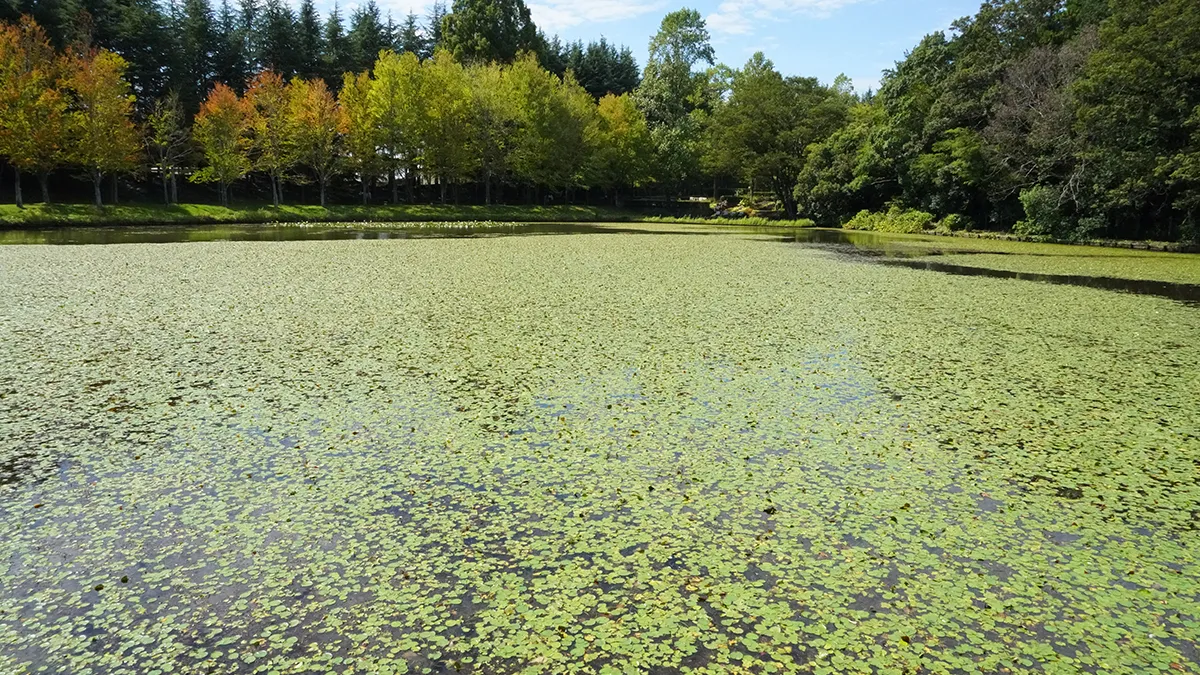 水戸市植物公園の小池の東側からの写真