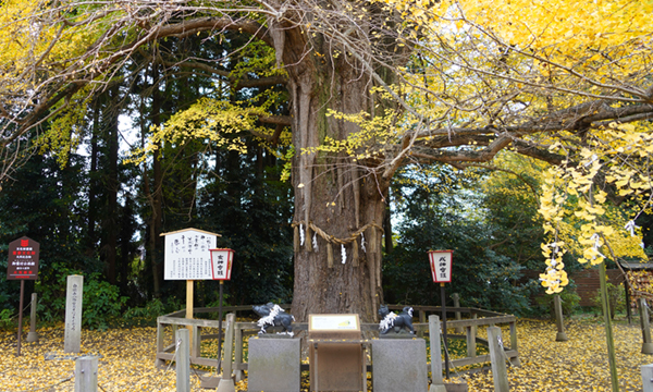 茨城県水戸市の白旗山八幡宮のお葉付イチョウと説明板