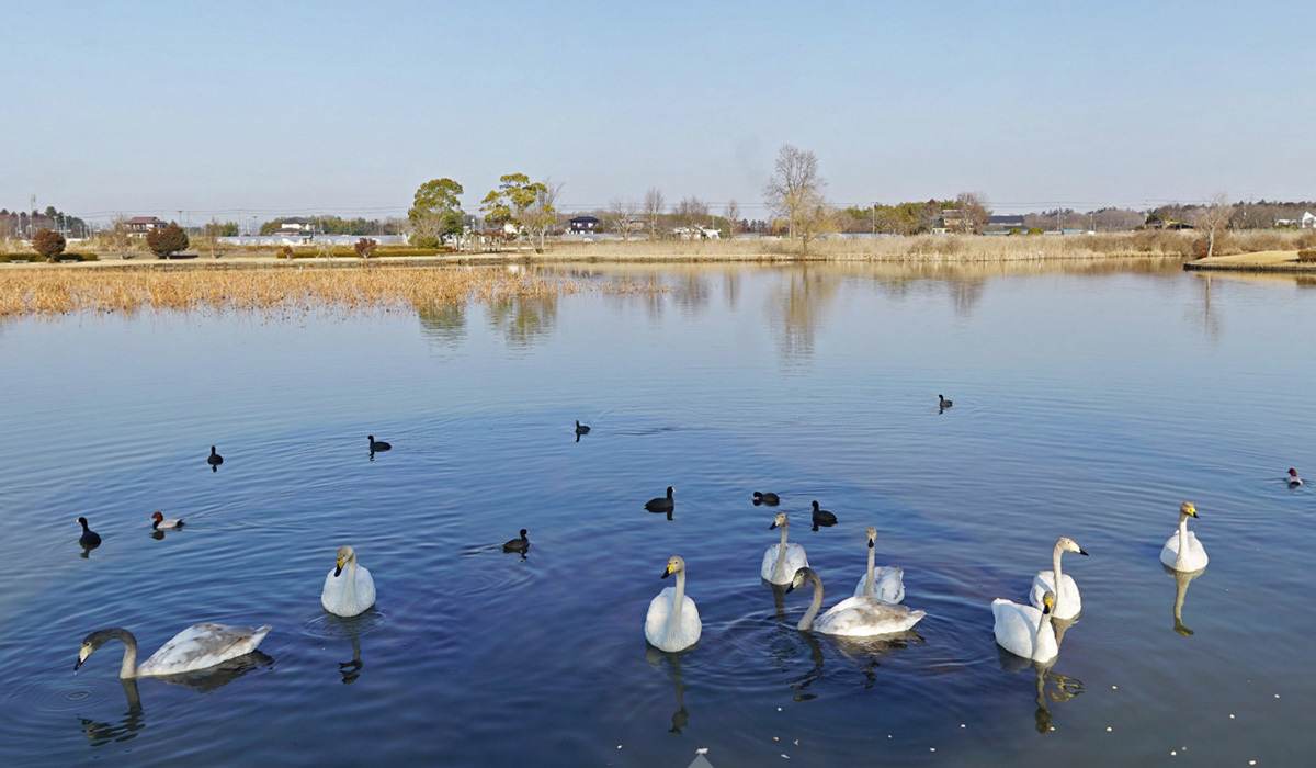 水戸市の白鳥飛来地小吹水源池の東側の白鳥