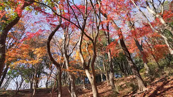 筑波山四季の道のもみじの谷の斜面の紅葉景観写真