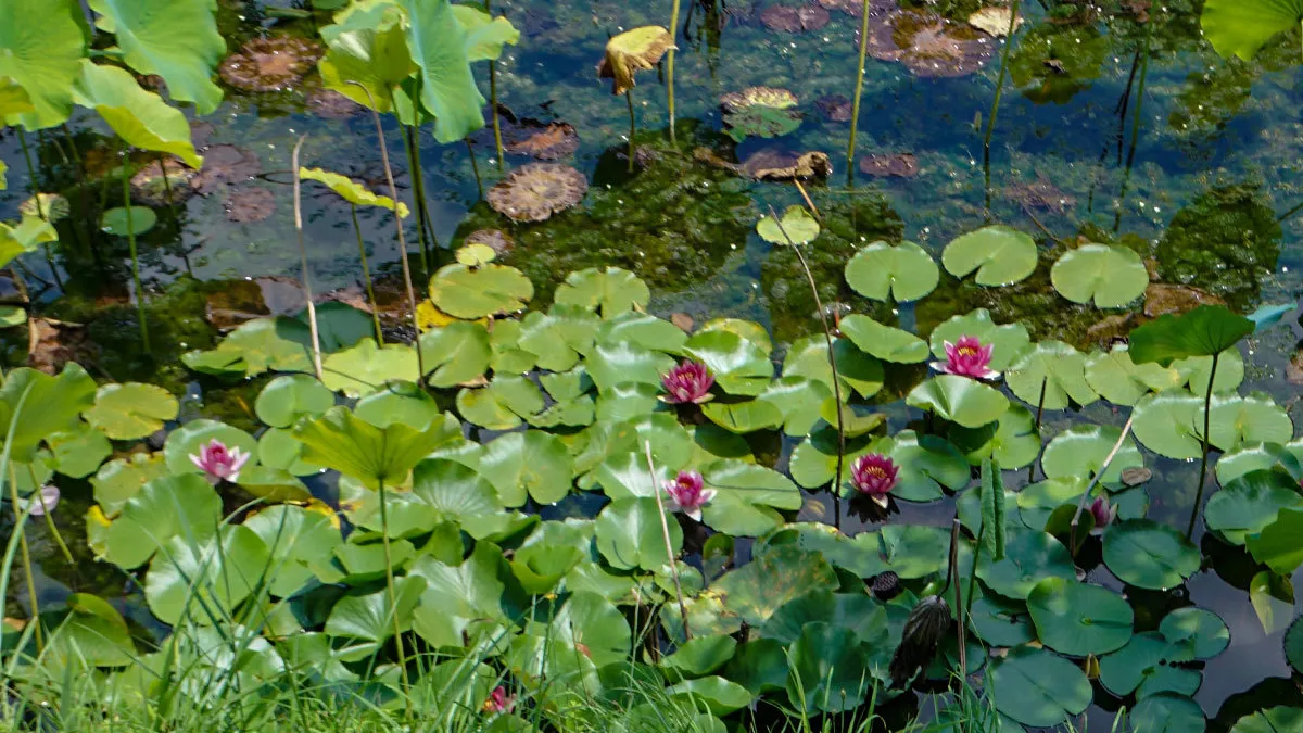 宮の池公園・宮ノ内池のスイレンの花・池のVRツアー