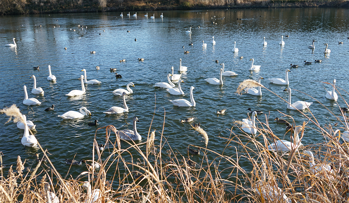 茨城県那珂市の白鳥飛来地名所の中里ため池