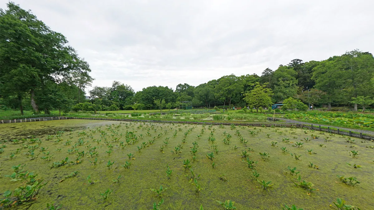 茨城県那珂市おすすめ観光スポット清水洞の上公園コウホネの案内VRツアー