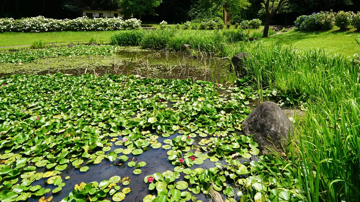 小美玉市のやすらぎの里小川・万寿池のスイレンの花・池のVRツアー