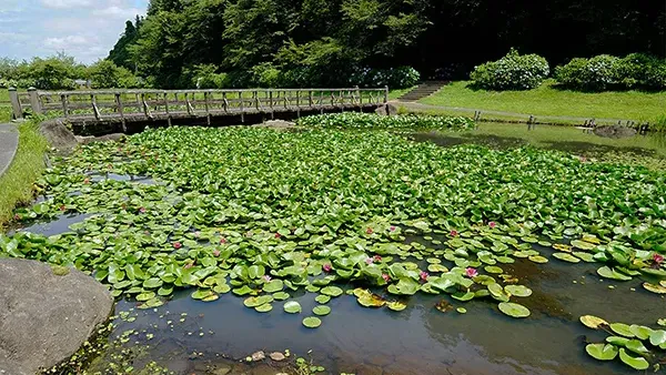 茨城県小美玉市のスイレン名所のやすらぎの里小川の万寿池