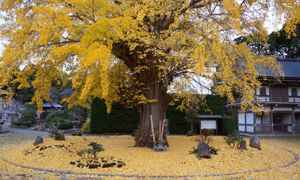 茨城県大洗町の茨城県天然記念物のお葉付イチョウ
