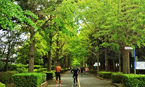 茨城県の笠松運動公園のイチョウ並木