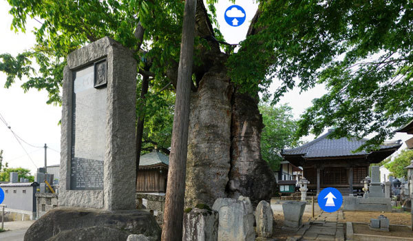 茨城県桜川市の巨木おすすめスポットの密弘寺のケヤキ