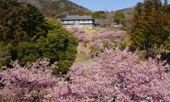 茨城県桜川市の雨引観音の河津桜の景観