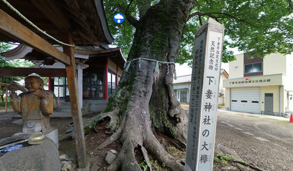 茨城県下妻市の巨木おすすめスポットの下妻神社の大ケヤキ