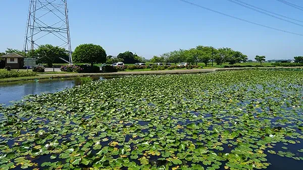 茨城県のスイレン・池おすすめ季節観光名所の利根親水公園VRツアー