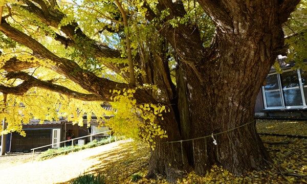 茨城県利根町の蛟蝄神社門の奥の宮の大銀杏