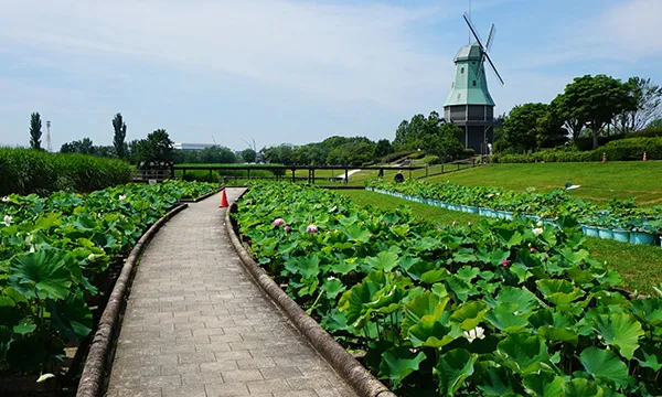 土浦市のハスの花・蓮池季節観光名所の霞ヶ浦総合公園のVRツアー