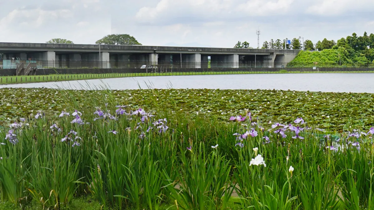 土浦市の花しょうぶおすすめ観光スポットの乙戸水生植物園の案内VRツアー