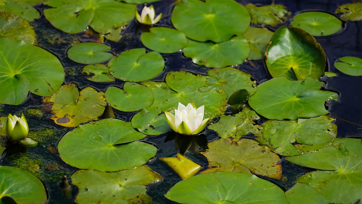 筑波実験植物園・水生植物区画のスイレンの花のVRツアー